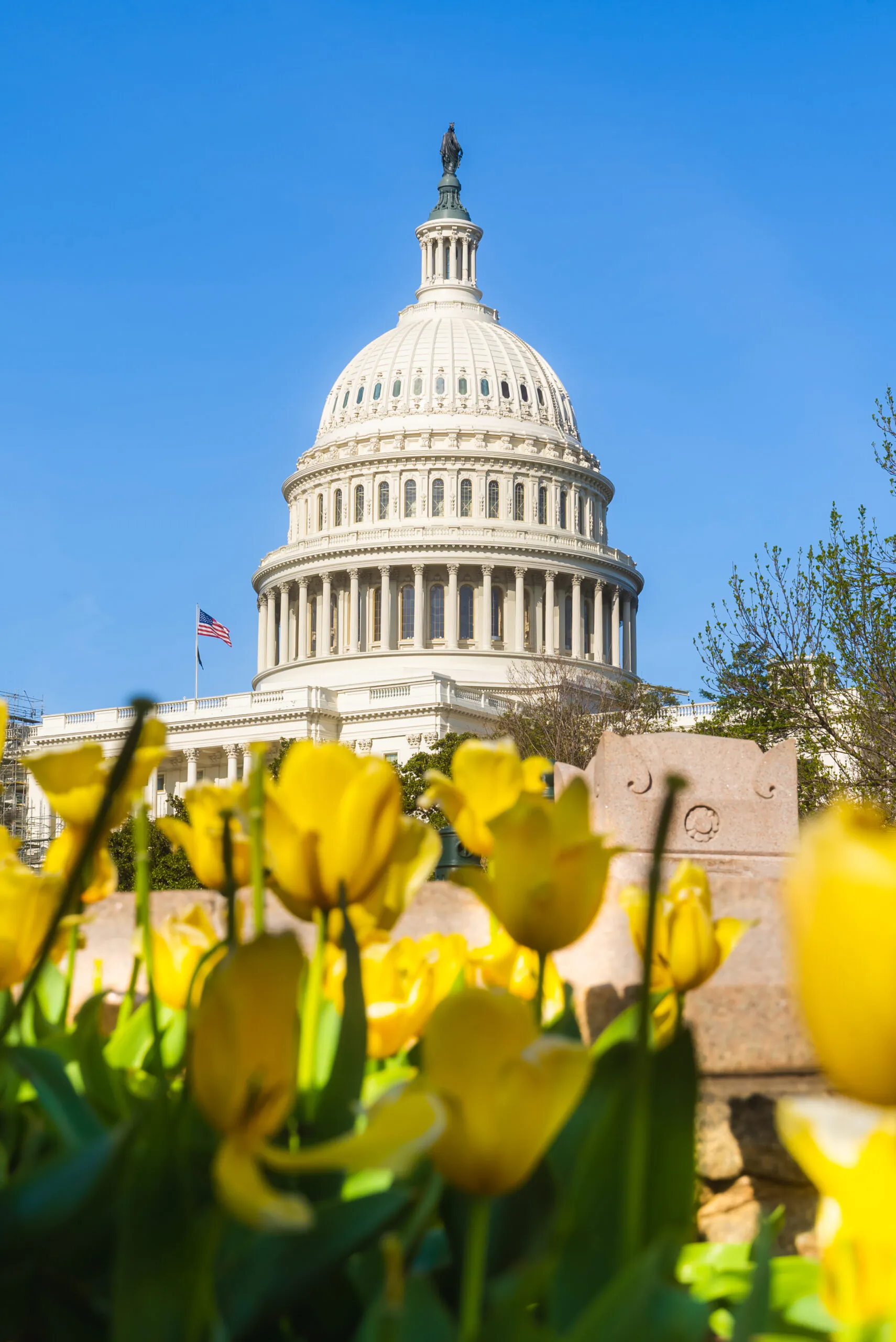 The U.S. Capitol building with its dome, seen behind blooming yellow tulips and greenery under a clear blue sky.