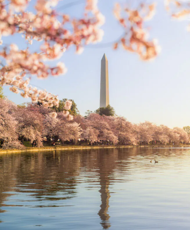 The Washington Monument framed by blooming cherry blossoms, reflected in the calm water of the Tidal Basin on a sunny day.