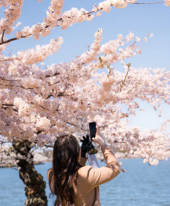 A woman takes a photo of blooming cherry blossoms near a body of water on a sunny day.
