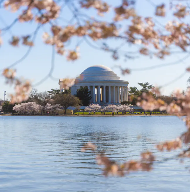The Jefferson Memorial framed by blooming cherry blossoms, reflected in the water under a clear blue sky.