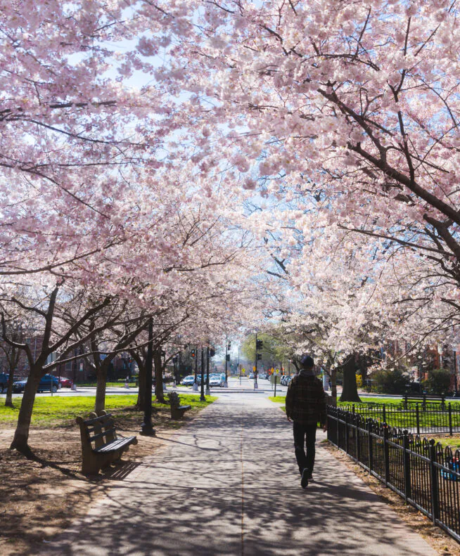 A person walks down a park pathway lined with blooming cherry blossom trees on a sunny day.