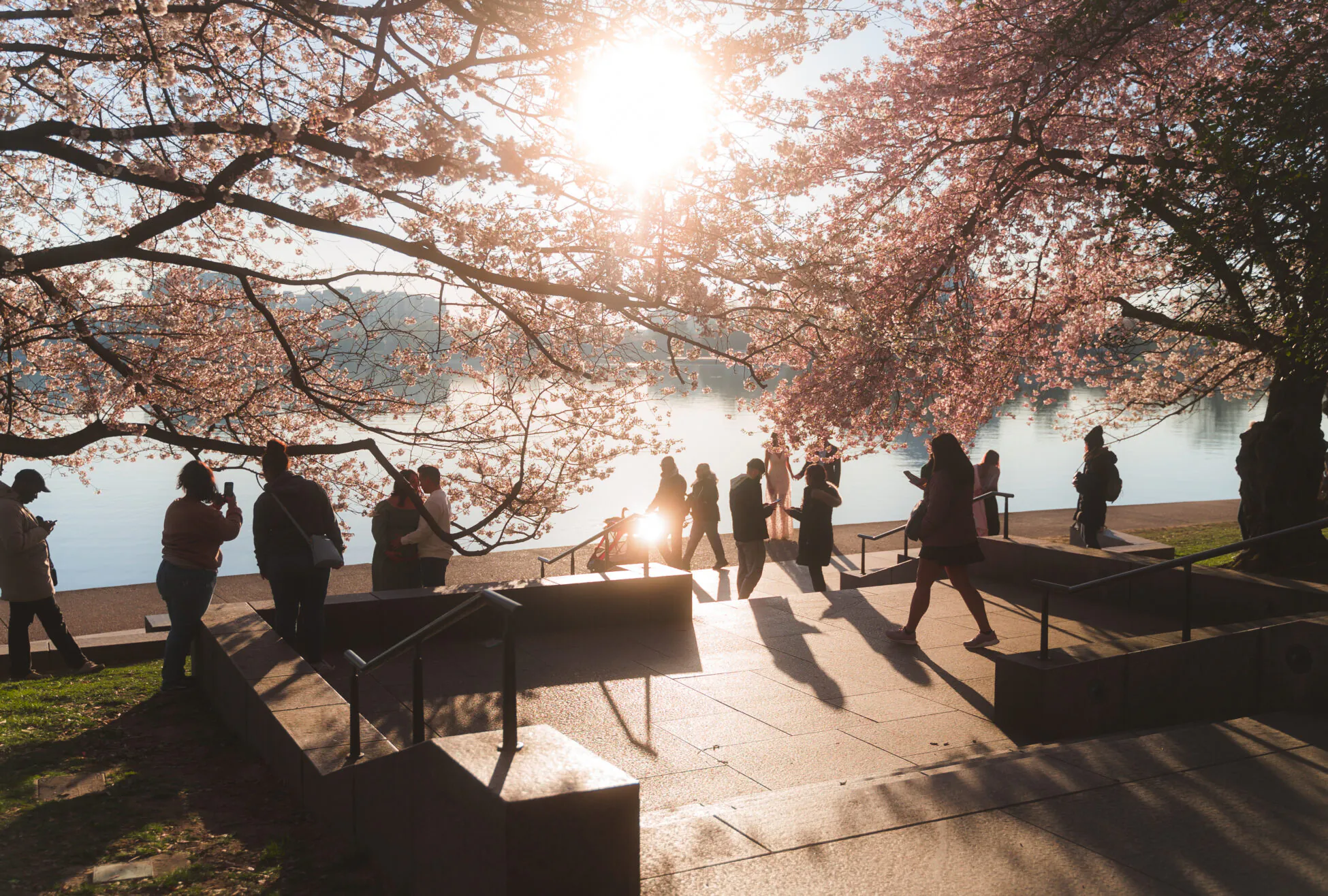 People walk and take photos under blooming cherry blossom trees by a river at sunset, with sunlight streaming through the branches.