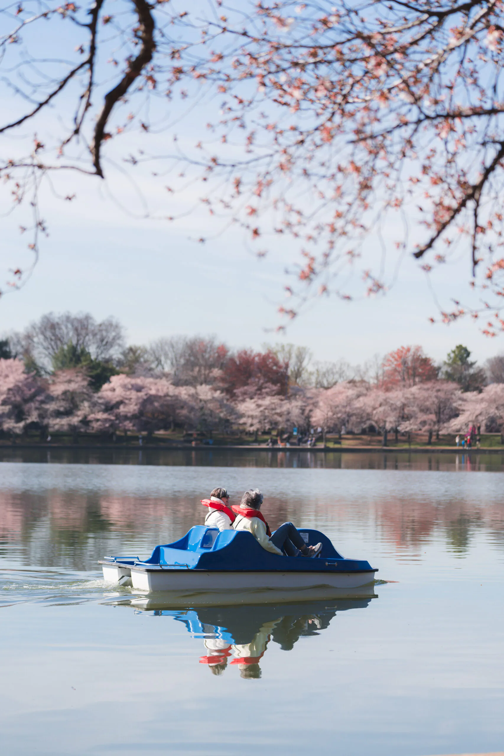 Two people ride a blue paddle boat on a calm lake, surrounded by blooming cherry blossom trees under a clear sky.