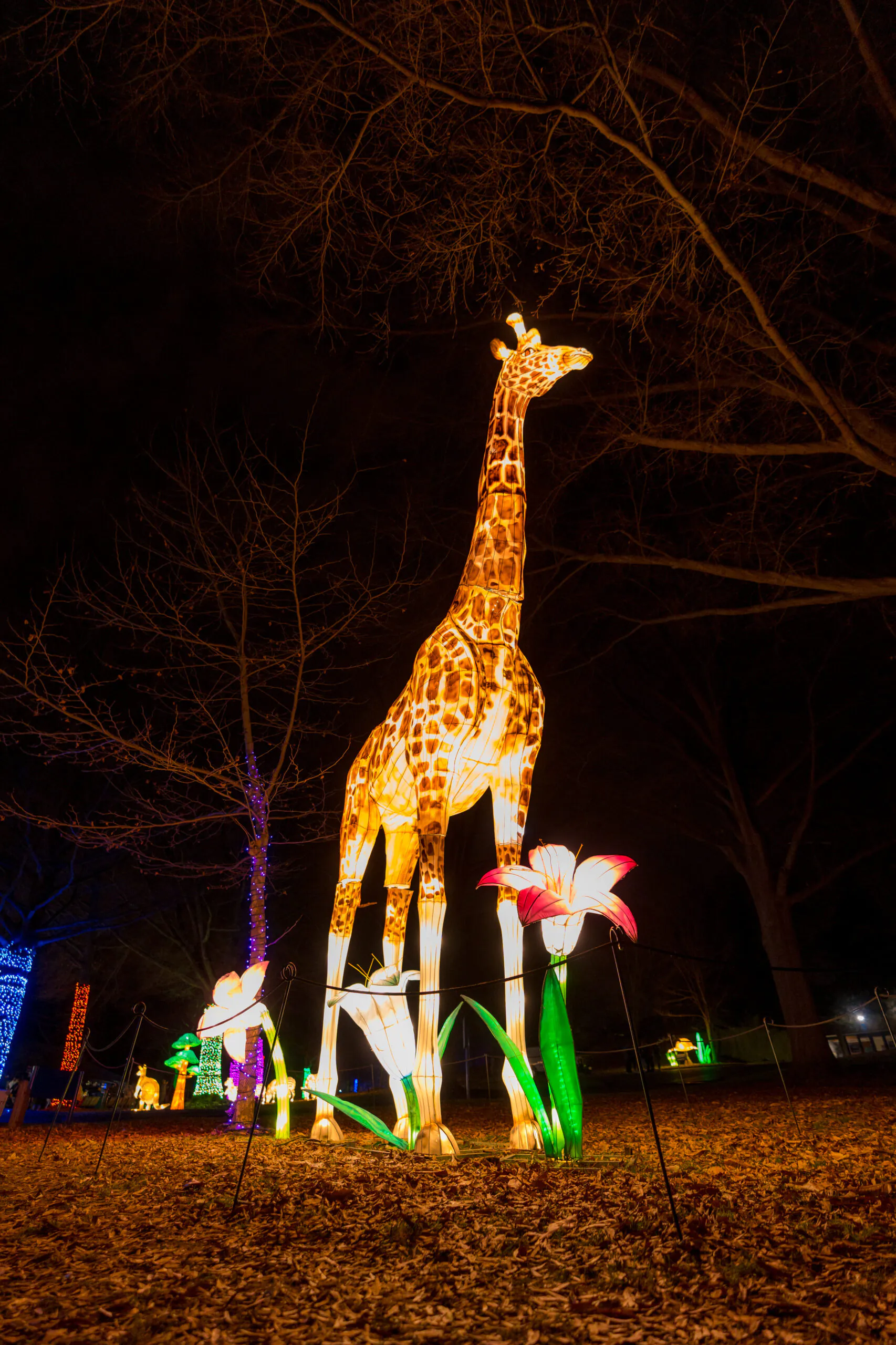 A glowing giraffe lantern stands among illuminated flowers and trees at night, surrounded by fallen leaves.