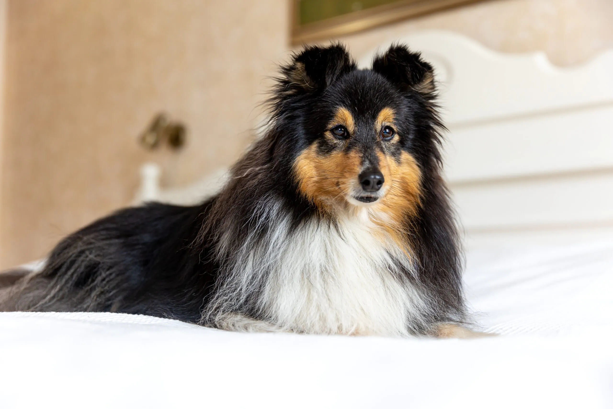 A fluffy black, white, and tan Shetland Sheepdog lies on a white bed, looking directly at the camera.