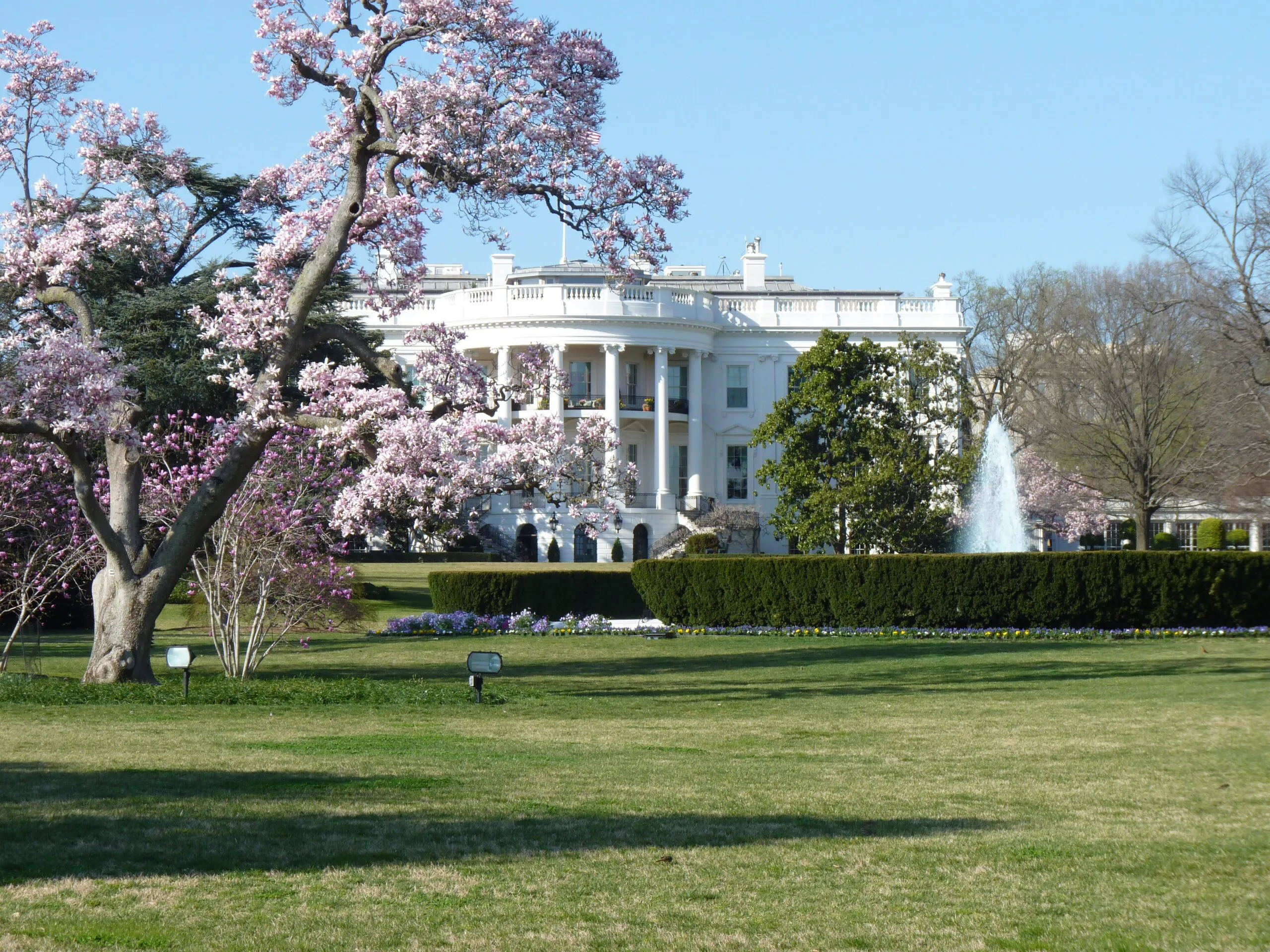 The White House with blooming pink trees and a fountain in the foreground on a clear, sunny day.