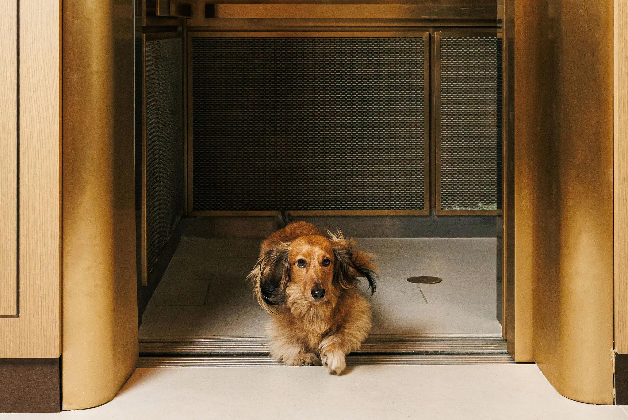 A long-haired dachshund steps out of an open elevator with gold walls and a metal floor.