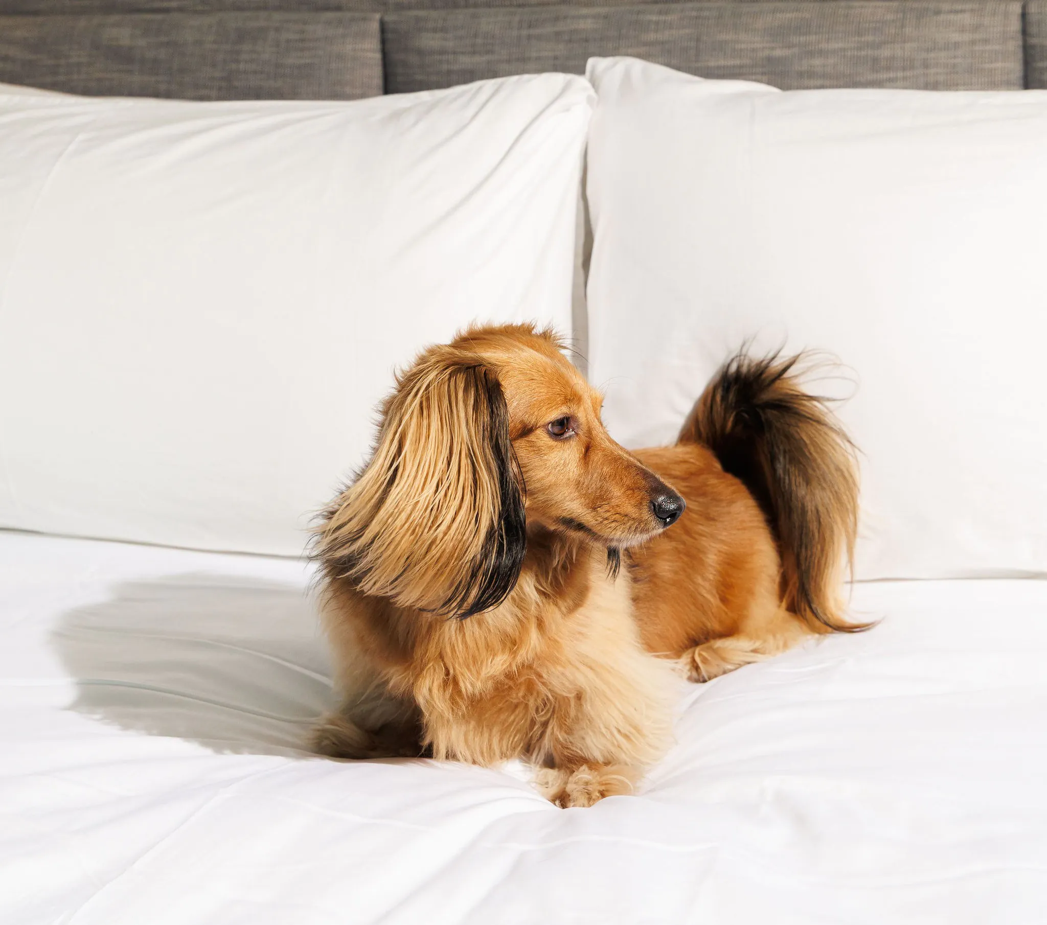 Long-haired dachshund lies on a neatly made bed with white sheets and pillows, looking to the side.